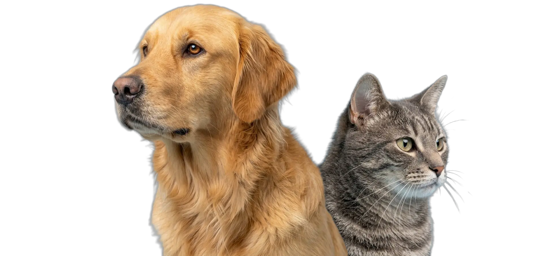 Perro y gato